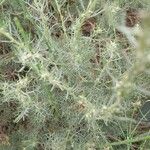 Artemisia alba Folla