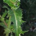 Sonchus asperLeaf