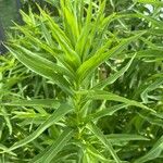 Solidago sempervirens Folla