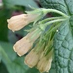 Symphytum tuberosum Flower