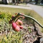 Euphorbia bracteata Virág