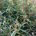 Amaranthus muricatus পাতা