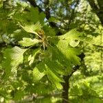 Crataegus rhipidophylla Blatt