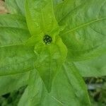 Zinnia elegansBlatt