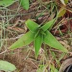 Aloe buettneri Leht