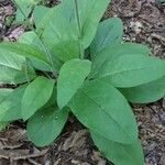 Cynoglossum virginianum Hostoa