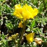 Genista pilosa Flower