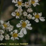 Heracleum pumilum Fleur