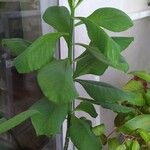 Euphorbia umbellata Inny