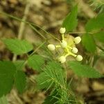 Actaea pachypodaPlod