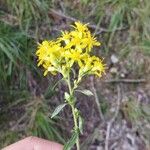 Solidago virgaureaCvet