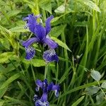 Iris sibirica Blomst