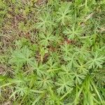 Geranium carolinianum Blatt