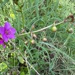 Talinum portulacifolium Frucht
