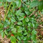 Cotoneaster simonsii Lapas