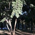 Pterocarpus indicus Облик