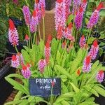 Primula vialii Flower