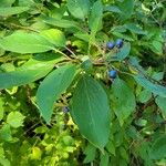 Cornus amomum Leaf