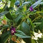 Capsicum pubescens Hoja