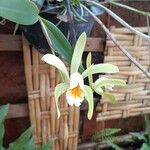 Cattleya forbesii Flower