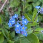 Myosotis arvensisफूल