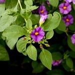 Lycianthes rantonnetii Fula