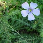 Linum usitatissimum Blomma