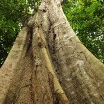 Gilletiodendron kisantuense Bark