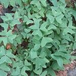 Oxalis latifolia Habit