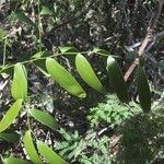 Eustrephus latifolius Habitus