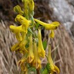 Corydalis sikkimensis Vivejo