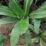 Billbergia pyramidalis Leaf