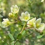 Phyllanthus calycinus Flower