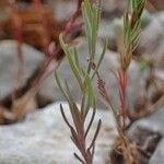 Linaria simplex ശീലം