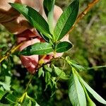 Salix pentandra Feuille