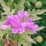Geranium viscosissimum Kvet