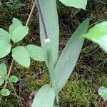 Cephalanthera rubra Hoja