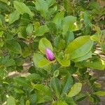 Magnolia liliiflora Leaf