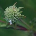 Hyptis capitata Blüte