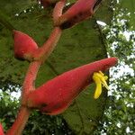 Heliconia longa