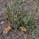 Plantago rhodosperma Flor