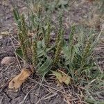 Plantago rhodosperma Kwiat