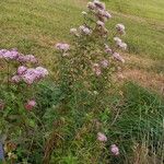 Eupatorium cannabinum Habit