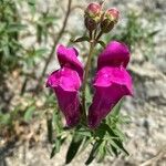 Antirrhinum majusFleur