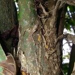 Asplundia ferruginea 树皮