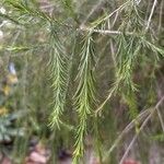 Melaleuca alternifolia Yaprak