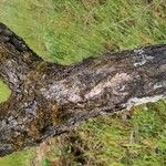 Quercus garryana Corteza