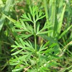 Kadenia dubia Leaf