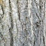 Acer pictum Bark