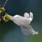 Penstemon arkansanus Blomst